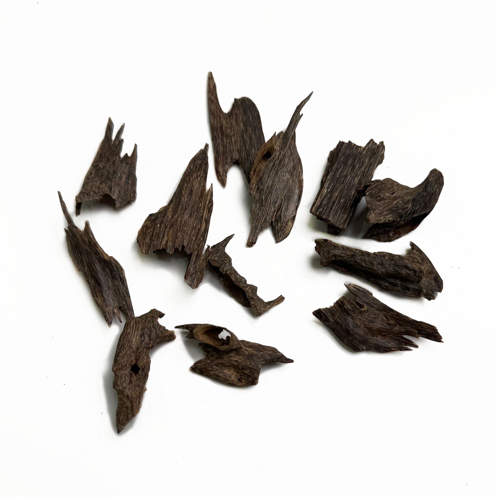 جامبو موري السور